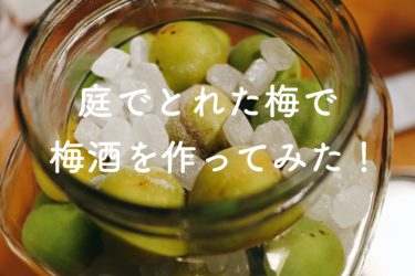 【レシピ】庭でとれた梅で梅酒を作ってみた！【手作り】